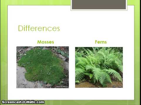 What are the similarities and differences between mosses and ferns?