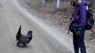 Crazy Wood Grouse - Hullu Metso