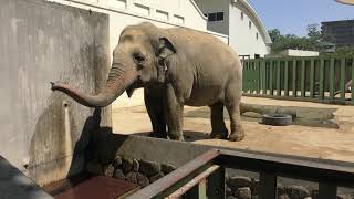 水を飲む アジアゾウ の『ズゼ』 (神戸市立 王子動物園) 2019年5月24日