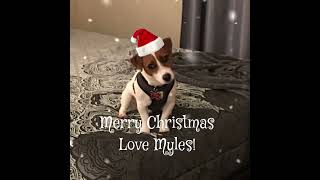 Merry Christmas! From Myles the Jack Russell!