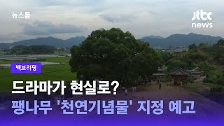 [백브리핑] 드라마가 현실로? 팽나무 '천연기념물' 지정 예고 / JTBC 뉴스룸