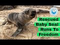 Rescued Baby Seal Runs To Freedom