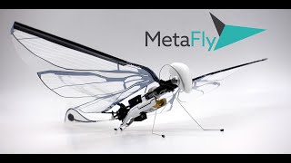 MetaFly 2020 : street flight with Paul