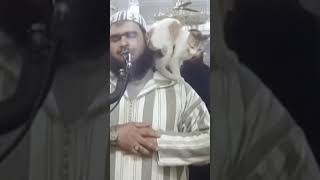 🧔imam & 🐈‍⬛cat video zoom in #shorts