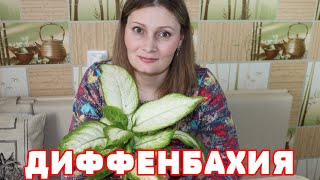 Диффенбахия ЗАЦВЕЛА! Секрет ухода, полив, пересадка БЕСПЛАТНАЯ ПОДКОРМКА для БЕШЕНОГО РОСТА растений