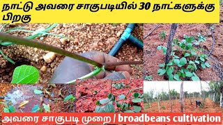 நாட்டு அவரை சாகுபடியில் 30 நாட்களுக்கு பிறகு என்ன செய்ய வேண்டும்...?