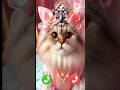 #cute cat #cat calling #ringtons