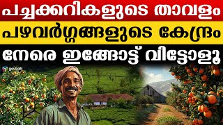 നാട്ടുപഴങ്ങളും കാട്ടുപഴങ്ങളും ഒപ്പം വിദേശികളും..| nelliyampathi | palakkad |agricultural department