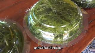 โครงการสาหร่ายไทยยั่งยืน | EP. 2 | การเลือกสถานที่เพาะเลี้ยง และการเตรียมการก่อนเริ่มเลี้ยง