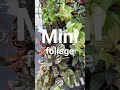 Mini Foliage Plants at Gertens | Gertens Garden Center | YouTube Shorts