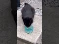 【地域猫】ご近所猫のチビちゃんが“ちゅ〜る”を美味しそうに食べる　 shorts