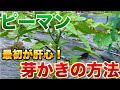 【ピーマン栽培】その脇芽とり注意です！収穫量が倍増する仕立て方！