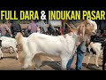 Harga Induk dan Dara di Pasar Kambing PE Kaligesing !!!