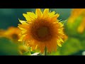 finding calmness perfect music to help you sleep field of sunflowers piano music