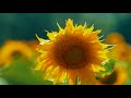 finding calmness perfect music to help you sleep field of sunflowers piano music