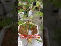 #bonsaihoamuoigio #bonsai #hoa10gio  Hoa 10 Giờ | Cách ghép 1cay bonsai hoa 10 giờ nhìu màu