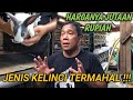 Kelinci Penghasil Puluhan Juta | Jenis Kelinci Mahal