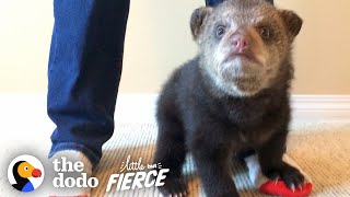 Rescued Baby Black Bear Slowly Falls In Love With His New Friend | The Dodo Little But Fierce