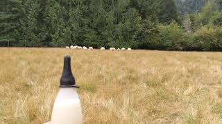 Timmy Knows His Shepherd's Voice