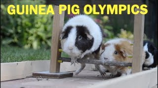 Guinea Pig Olympics - Parry Gripp