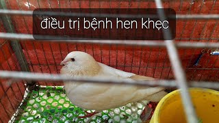 Điều trị bệnh hen khẹc ccrd trên chim bồ câu khỏi trong 3 ngày