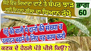 Points to remember for Wheat higher yield (ਕਣਕ ਦੇ ਵੱਧ ਝਾੜ ਲਈ ਧਿਆਨਯੋਗ ਨੁਕਤੇ) Shergill Markhai