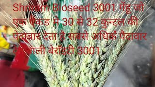 Shriram Bioseed 3001 गेंहू की नम्बर वन बेराईटी जो सबसे अधिक पैदावार देती है जो एक एकङ मे 30 से 32 है