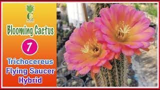 Blooming cactus || Trichocereus Flying Saucer Hybrid