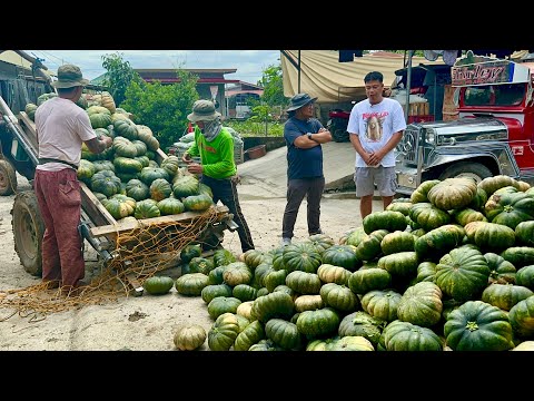 Mag AAMA at Mag KAKAPATID, 20 Yrs sa KALABASA FARMING at TRADING: Lahat Gumanda ang BUHAY!