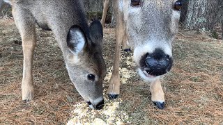 Wisconsin Wildlife Cat TV: The Purrfect Nature Showcase