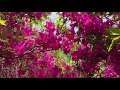 【ツツジのトンネル】仏生山公園 探索 【azalea tunnel】busshouzan park explore busshouzan takamatu kagawa japan