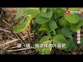 花生苗期出现黄叶，是什么原因造成的，防治方法简单见效快