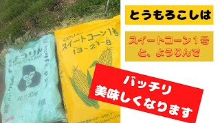 とうもろこし用のマルチを張ります