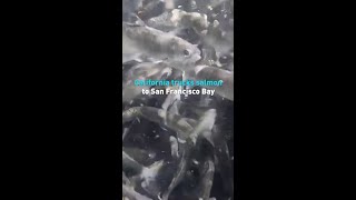 California trucks salmon to San Francisco Bay