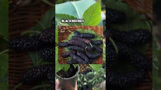 What is a mulberry plant? How to grow mulberries? How to eat mulberries? Why grow mulberries? #berry