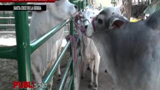 PUBLIAGRO TECNICA DE LA IATF EN LA GANADERIA BOLIVIA