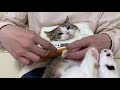 食パンをつけて爪切りしたら、大人しくなっちゃう猫！【ミヌエット】cat nail trimming