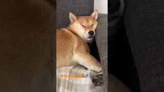 【柴犬】むさしのお昼寝。こんな風に寝ています#shorts#柴犬#犬