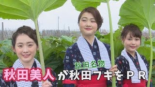 秋田美人が秋田フキをＰＲ