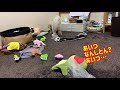 お友達シーズーが来て幼稚園状態の我が家の動画がこちらw【立体パズルの続き】