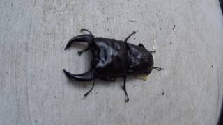 Dorcus Hopei Hopei 中国ホペイ（北峰）のアップ画像！