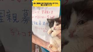 #里親募集中子猫アゴはネコ #子猫ちゃん #里親さん募集