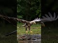 🦅 eagle vs. crocodile 🐊 – you won’t believe who wins 😱🔥 eagle crocodile animalshorts