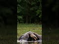 🦅 eagle vs. crocodile 🐊 – you won’t believe who wins 😱🔥 eagle crocodile animalshorts