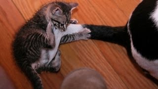 Why Do Dogs And Cats Chase Their Tails?