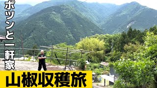 【山椒】ポツンと一軒家！山椒収穫の旅！ in徳島県美馬市木屋平