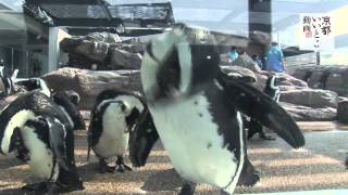 「京都水族館」ペンギンゾーン / 京都いいとこ動画