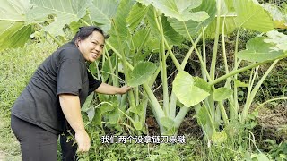 梁嫂用芋荷做了一道菜，酸爽开胃超下饭。