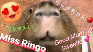 Good Morning Sweet Capybara / カピバラさん、おはよう！