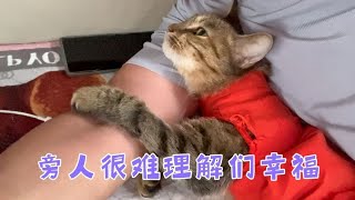 幸福很简单，猫咪伴着你睡觉发小陪着您喝酒打牌，快乐凉爽的暑天